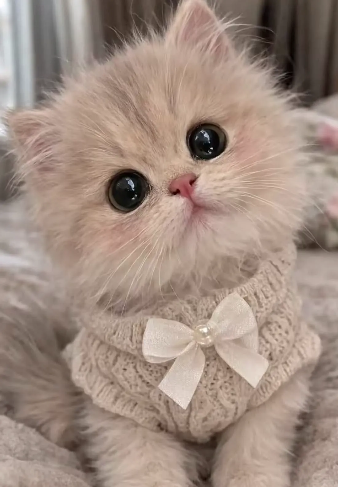 Cat Dp