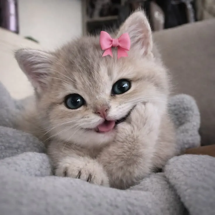 Cat Dp