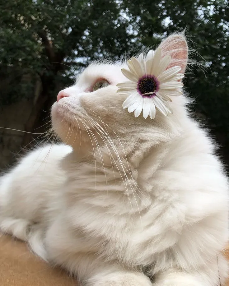 Beautiful Cat Photo