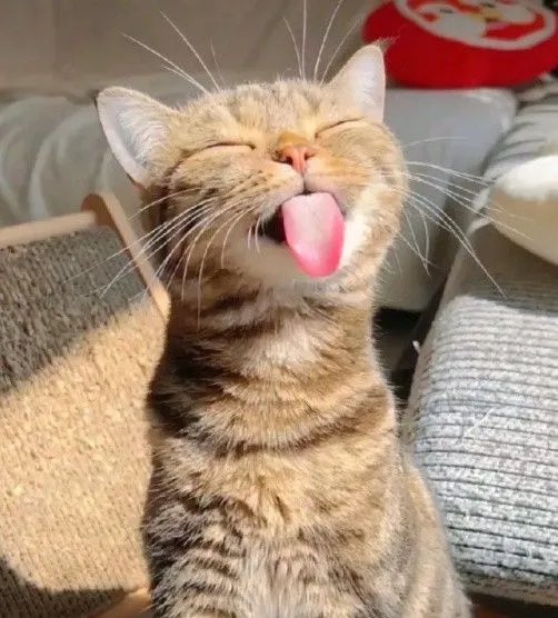 Beautiful Cat Photos