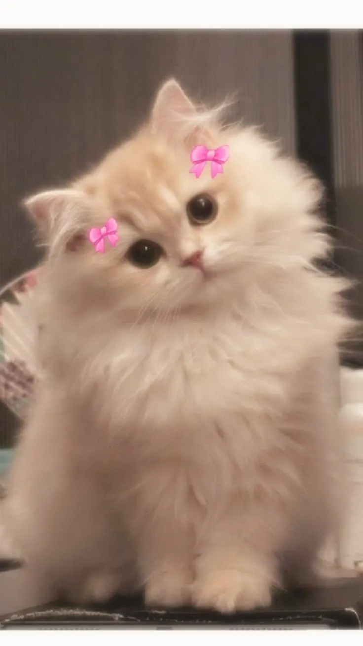 Beautiful Cat Pics