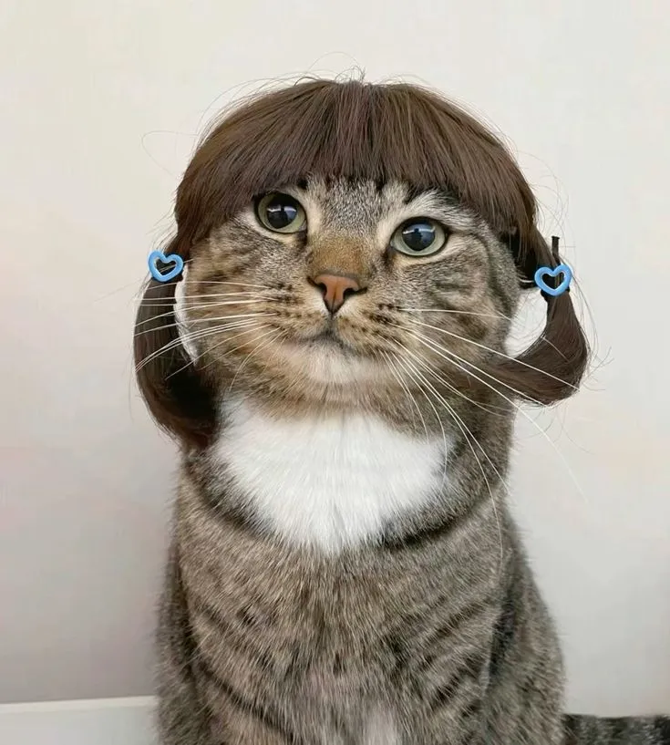 Cat Profile Image
