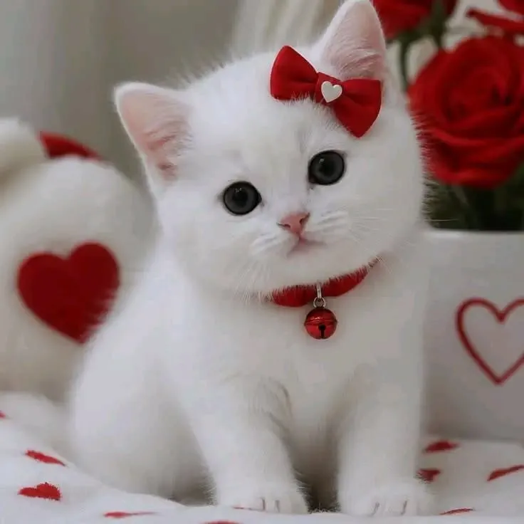 Cat Profile Image