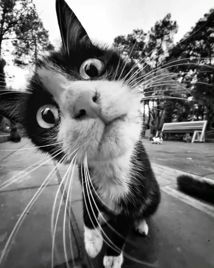 Cat Profile Photo