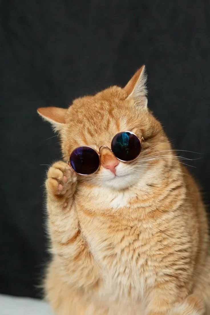 Cat Profile Photos Cat Profile Photos