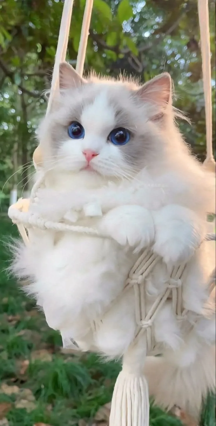 Cat Profile Pic