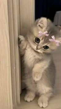 Cat Profile Pics Cat Profile Pics