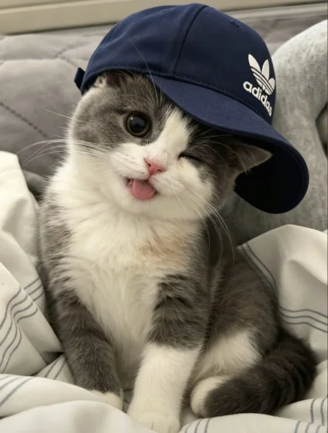 Cute Cat Pics Cute Cat Pics