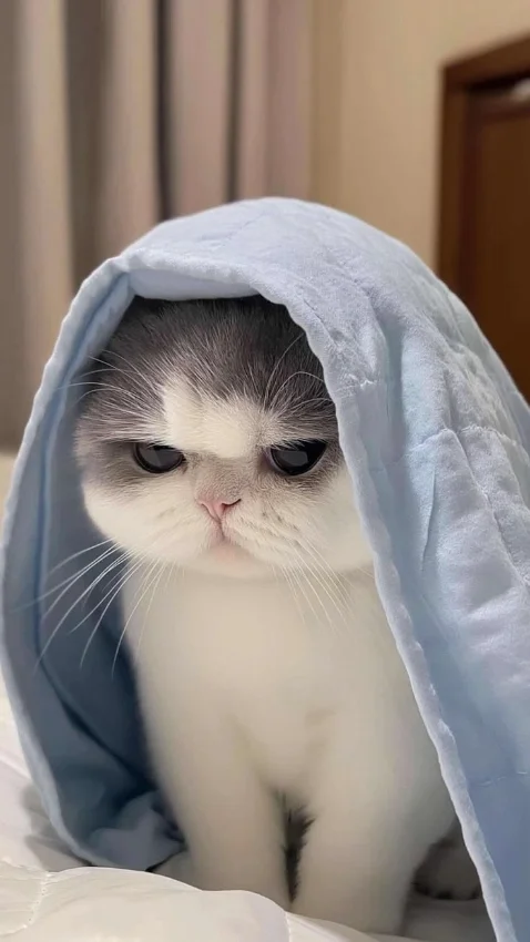 Cute Cat Picture Cute Cat Picture
