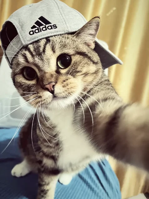 Cute Cat Pictures Cute Cat Pictures