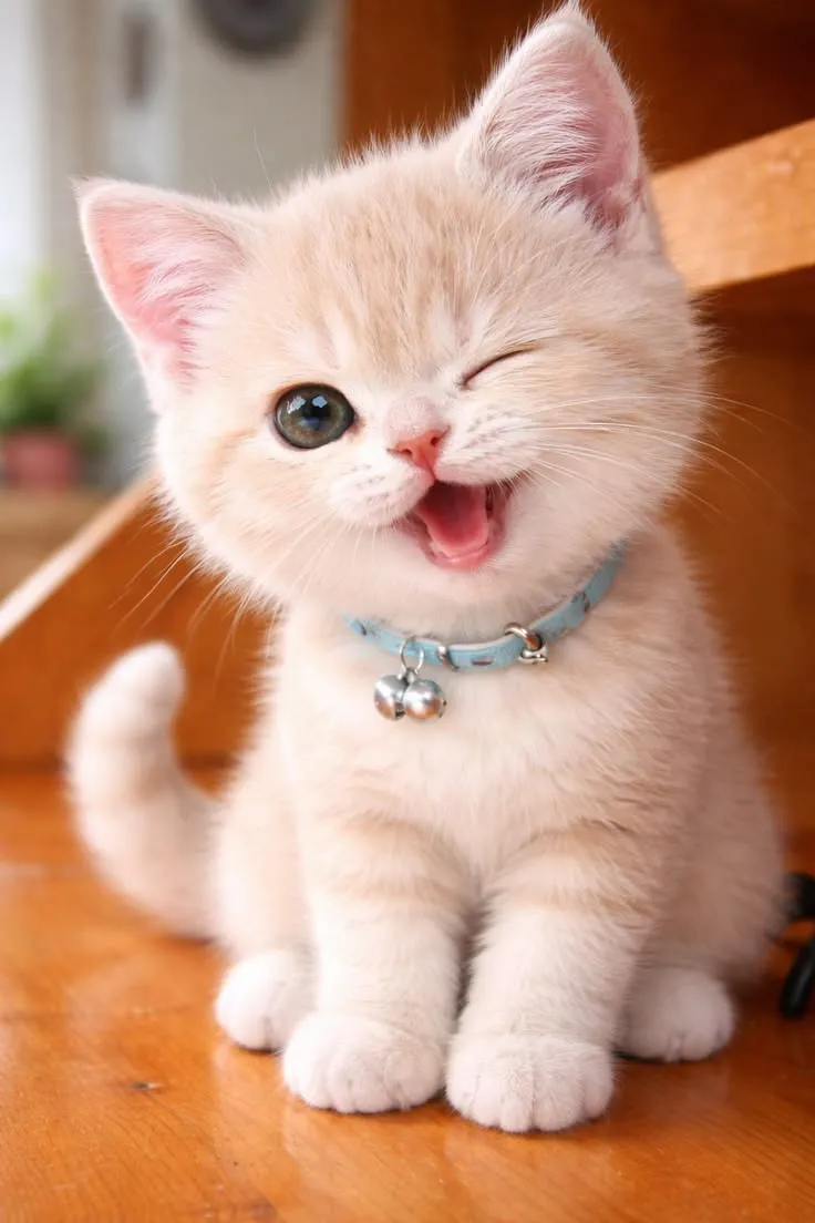 Cute Cat Profile Images