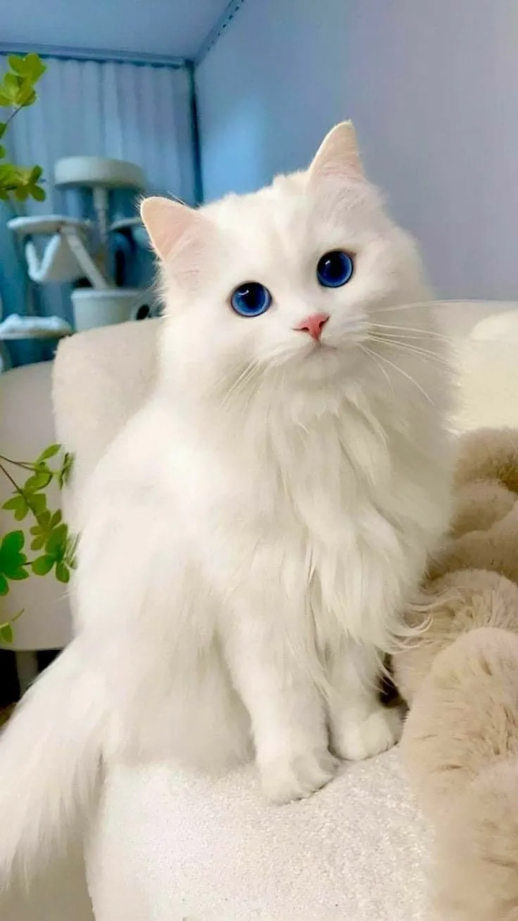 Cute Cat Profile Picture