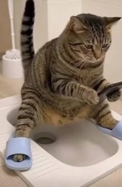 Funny Cat Image Funny Cat Image
