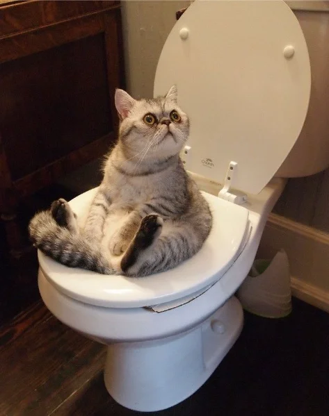 Funny Cat Images Funny Cat Images