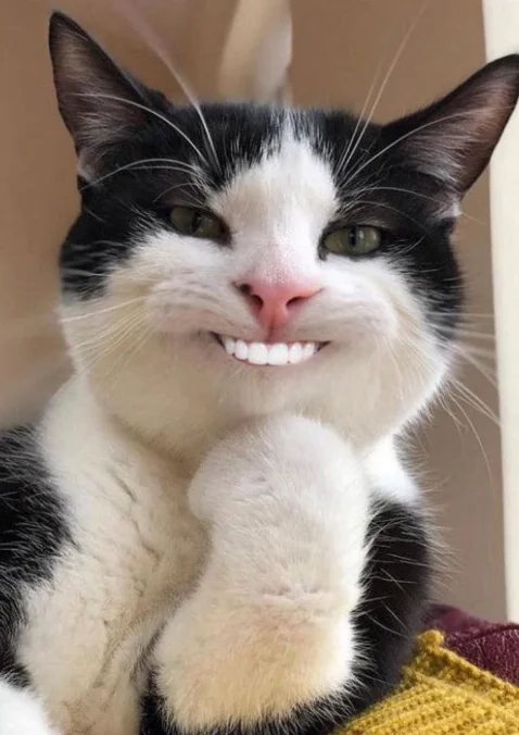 Funny Cat Pic Funny Cat Pic
