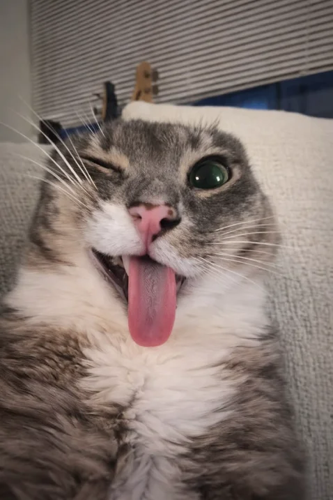 Funny Cat Pictures Funny Cat Pictures