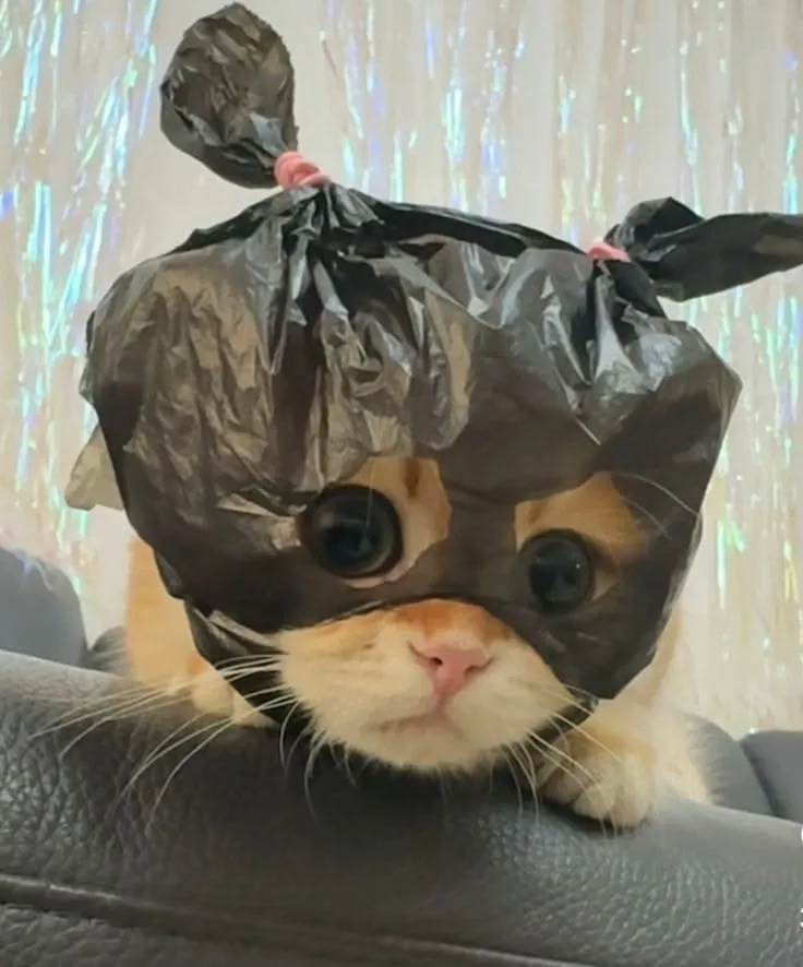 Funny Cat Profile Images