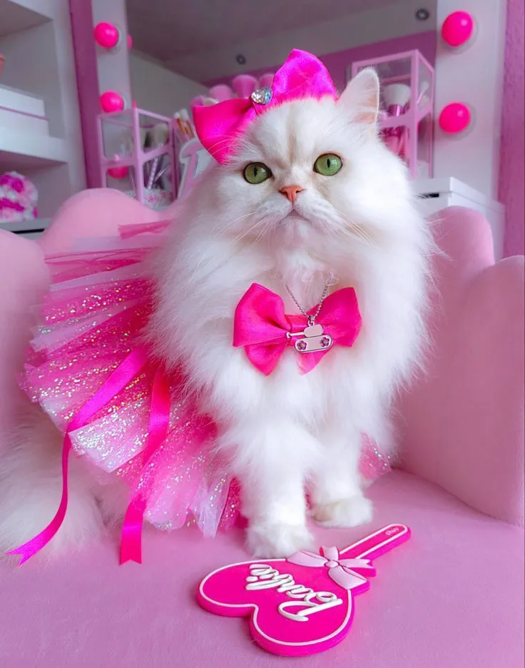 Funny Cat Profile Photos